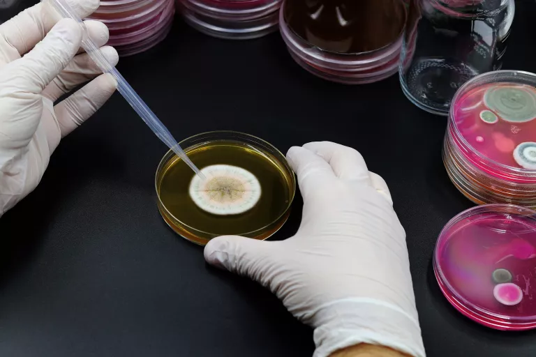 Bacterial engineeering